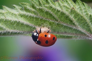 Parasitised Seven-spot Ladybird