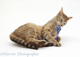 Female tabby cat playing with blue wool