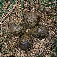 Lapwing eggs in nest