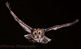 Tawny Owl in flight