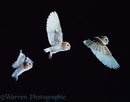 Barn owl flying multiple exposure