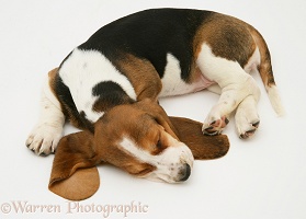 Sleeping Basset pup