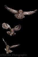 Tawny Owl flight sequence
