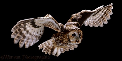 Tawny Owl in flight