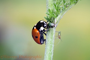 Seven-spot Ladybird eating an aphid