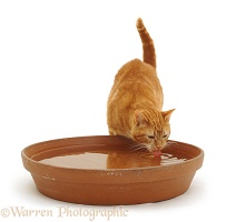 Ginger cat drinking water from a bowl