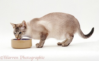 Siamese-cross cat drinking water from a bowl