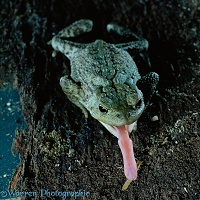Common European toad catching beetle larva on tongue