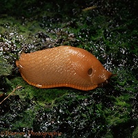 Black slug, orange form