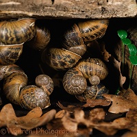 Hibernating Garden Snails