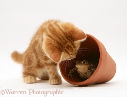 Ginger kitten inspecting a toad in a flower pot