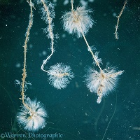 Protozoa colonies on duckweed roots