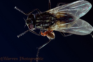 False Scorpion on a Housefly