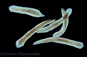 Group of freshwater Flatworms