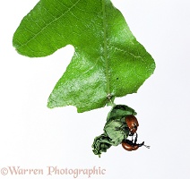 Oak Roller Weevils on rolled oak leaf