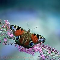 Peacock Butterfly on buddleia flower