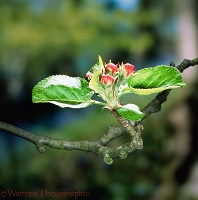 Crab apple buds opening
