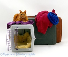 Ginger cat with pet transporter