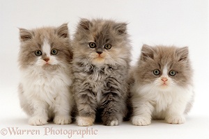 Persian cross, Lilac bicolour and blue cream kittens