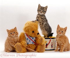 Kittens and teddy bear