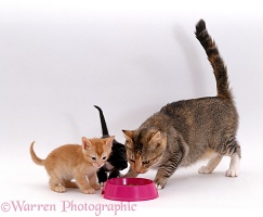Cat and kittens eating from a bowl