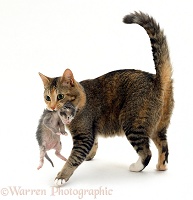 Cat carrying a kitten