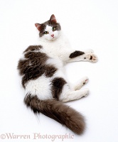 Blue-and-white Persian-cross cat