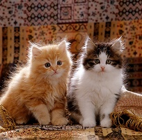 Red and tabby-white Persian-cross kittens, 8 weeks old