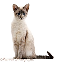 Blue tabby-point Siamese male cat
