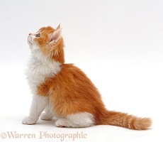 Ginger-and-white bicolour kitten looking up