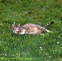 Pregnant tabby female cat lying on grass
