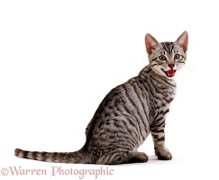 Silver Egyptian Mau-cross kitten, 14 weeks old, panting
