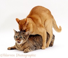 Cats mating