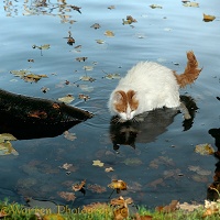 Turkish Van cat paddling in water