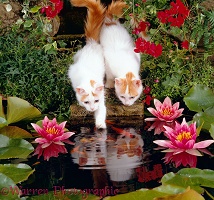 Turkish van kittens fishing in a pond