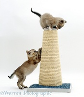 Kittens playing on a scratchpost
