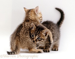Tabby kittens wrestling