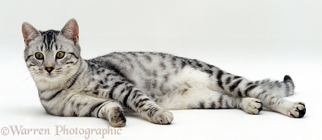 Silver tabby cat lying