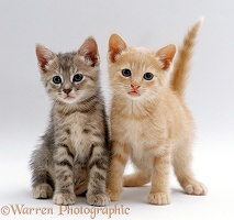 Tabby and Cream kittens