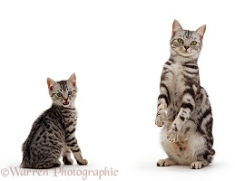 Silver tabby British shorthair cat and kitten