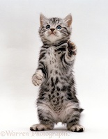 Silver tabby kitten standing on hind legs