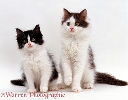 Two kittens sitting up