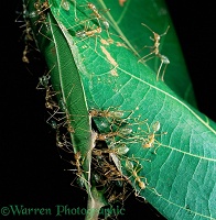 Green Tree Ants making a nest
