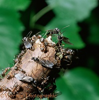 Wood Ant winged females