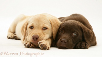 Yellow and Chocolate Retriever pups