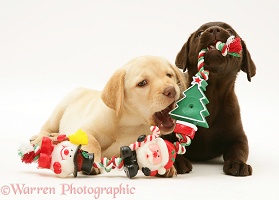 Retriever pups chewing Xmas decorations