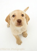 Yellow Labrador Retriever pup, sitting and looking up