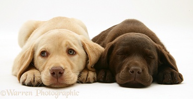Sleepy Yellow and Chocolate Retriever pups