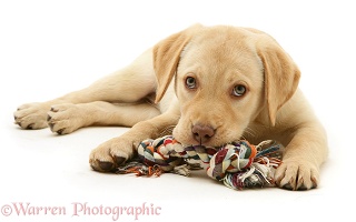 Yellow Labrador Retriever pup with ragger toy