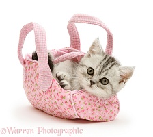 Silver tabby kitten in a child's pink cloth bag